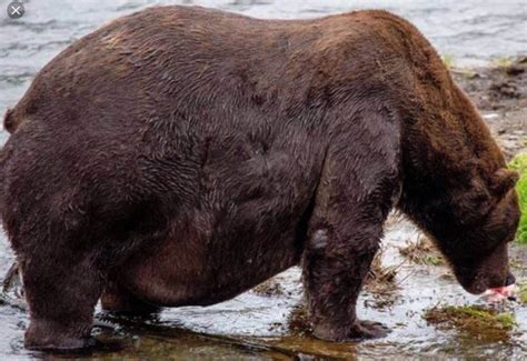 real obese wild animals